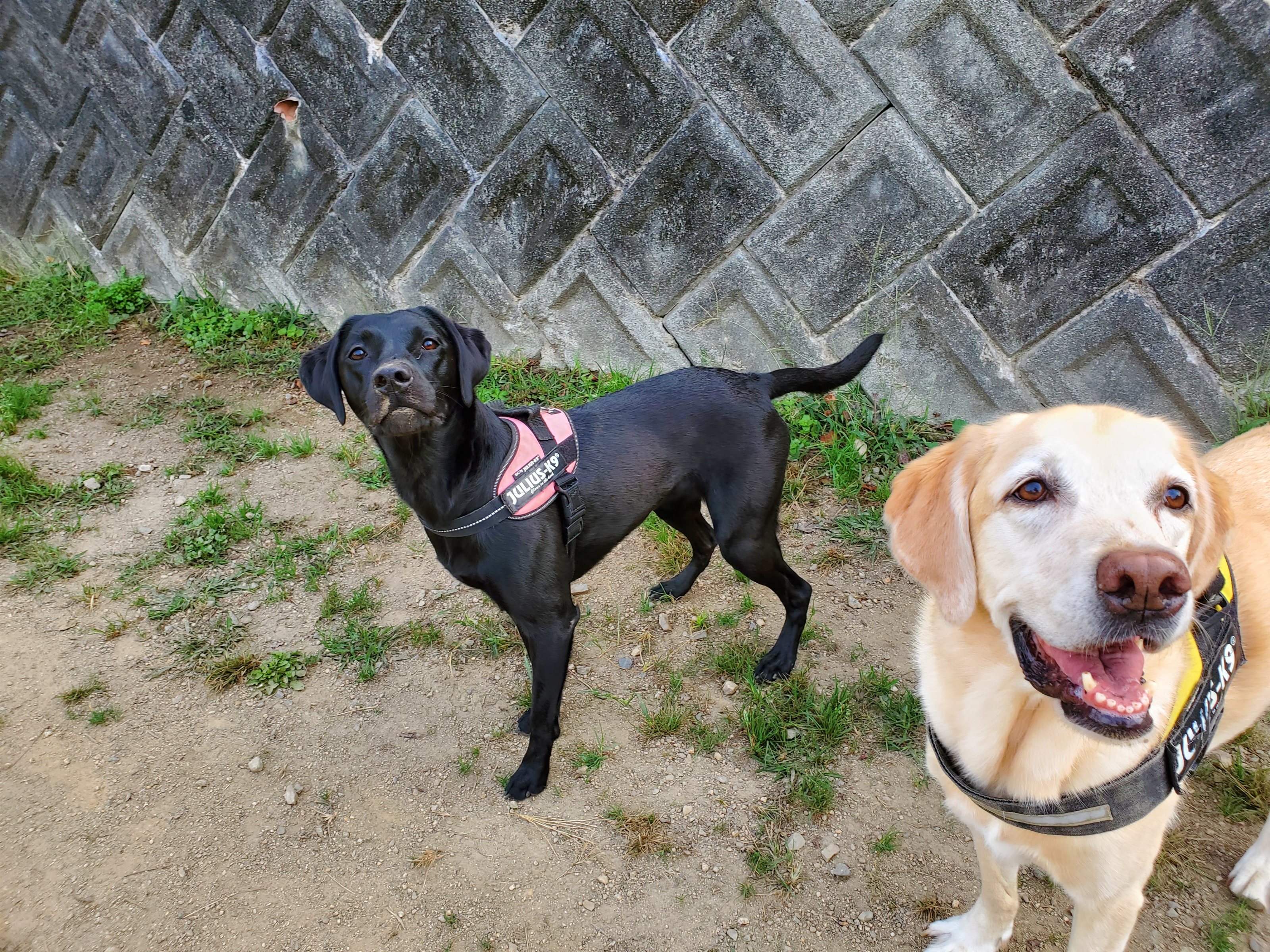関西犬と泊まる宿
